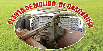 Cascarilla Molida